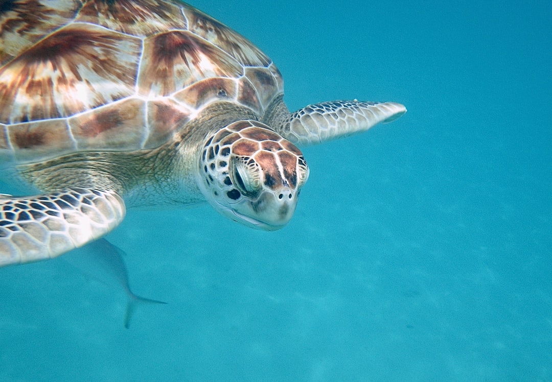 Barbados Turtle Watching: Everything You Need to Know